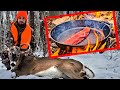 Catch and cook whitetail deer  tenderloin