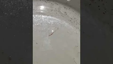 Jak vypadá dno v maličkém akváriu?