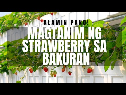 Video: Siderata (34 Na Larawan): Alin Ang Mas Mabuti Para Sa Hardin? Ano Ito Alfalfa Para Sa Mga Strawberry At Langis Labanos, Iba Pang Mga Halaman. Paano Ihasik Ang Mga Ito?