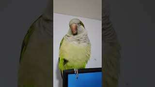 Bacon Bacon Bacon Pancake