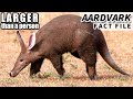Aardvark facts bigger than you think  animal fact files