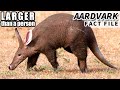 Aardvark Facts: BIGGER than you think | Animal Fact Files