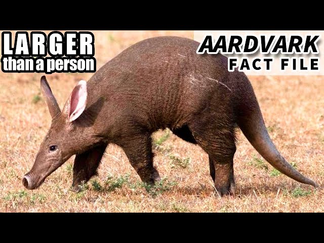 Aardvark Facts: BIGGER than you think | Animal Fact Files class=