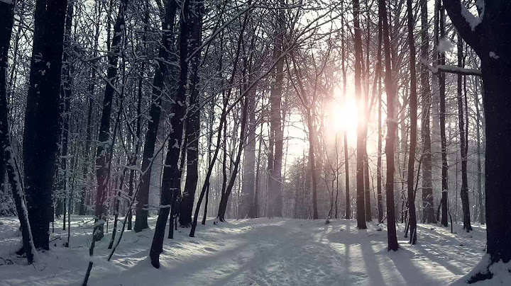 Imagine yourself in a frozen forest
