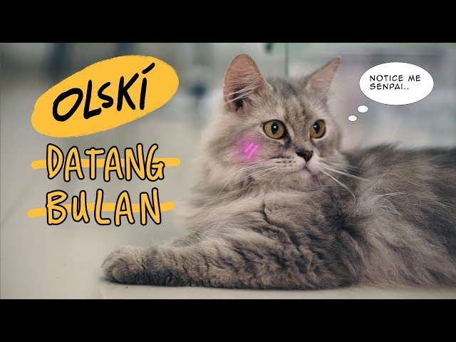 OLSKI -  DATANG BULAN (LYRIC VIDEO) (CAT VERSION) class=