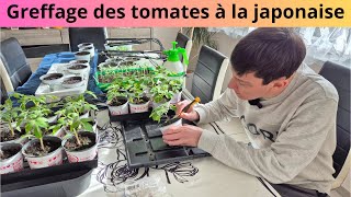 Greffage des tomates à la japonaise