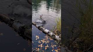 Ставь лайк если такой же выбор #зубастая #fishing #рыбалканаозере #приманки #рыбалка #спиннинг
