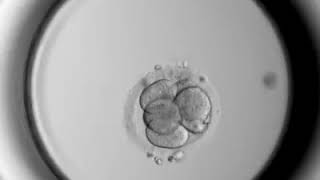 División de un embrión hasta día 5 (blastocisto) | IVF Donostia