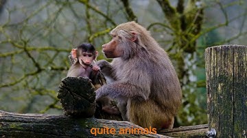 4K HDR Monkey  - Life of Monkeys - Animal Documentary - Fun & Relaxing Music Video - No Talk
