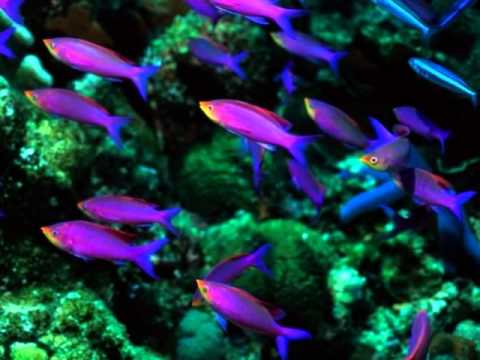 Video: Krása podmořského světa moří: foto