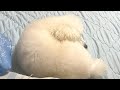 寝てる時に盗撮すると必ず起きる犬　PDS