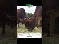 Did you know that cows have best friends? | #cow #cowvideos #cows #cowlover #cowvideo #cowfarm