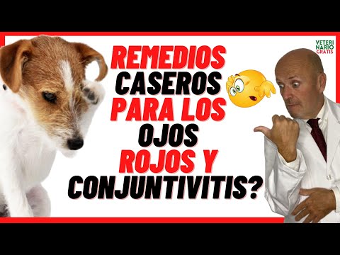 Video: ¿Por qué los ojos de mi perro están rojos e inflamados?