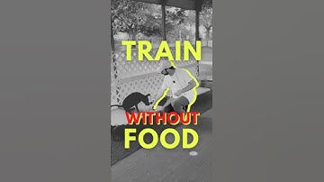 Stop Treat-Bribing Your Dog: Build Real Communication & Obedience