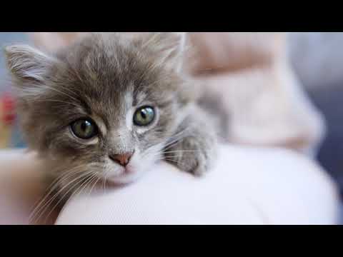 Video: Purina Introduceert Revolutionair Kattenvoer Dat Allergenen Voor Katten Vermindert