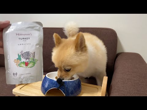 【ASMR】ポメくん、七面鳥のごちそうを食べる♪