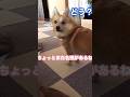 悪い顔になってるポメコギ