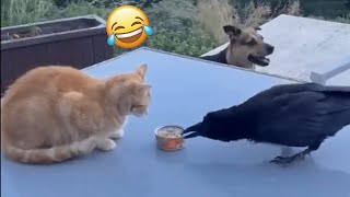 Funny Black Crow Feeding Dog From Cat Food