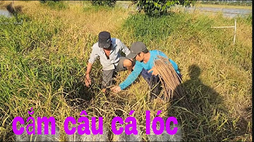 Mấy Anh Em Đi Cắm Câu Cá Lóc Mùa Nước Nổi Ở Miền Tây # SĂN BẮT ĐỒNG THÁP #