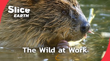 How Beavers Restore Wyoming’s Rivers | Part 1 | SLICE EARTH