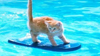 Funny ANIMAL videos😂 Funniest CATS😺 and DOG VIDEOS🐶 2024 by FunnyWorld 3,496 views 2 months ago 10 minutes, 5 seconds