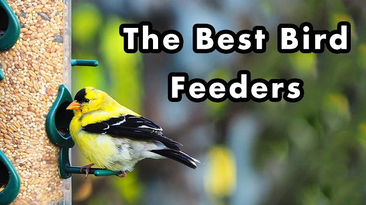 The Best Backyard Bird Feeders and Bird Food I Use To Attract Common Birds - Types Of Bird Feeders