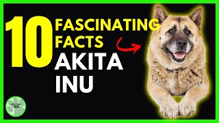 10 Fascinating Facts: AKITA INU Dog Owner Understand.