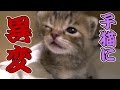 【第13話】子猫の異変で焦る飼い主!異変の原因とは(面白い&可愛い子猫)