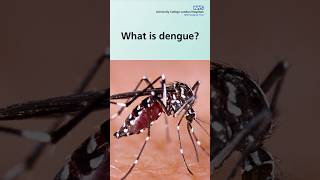 What is dengue? #shorts