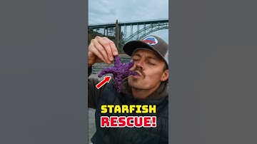 Rescuing Real Life Patrick Star! 😱 #animalrescue #cuteanimals #shorts
