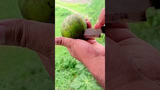 Beautiful Mango Cutting Skills 🥭#shorts #mango #food #trending