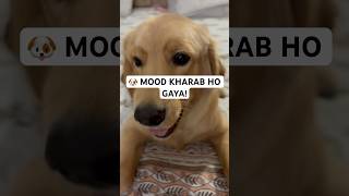 Bhukha Noddy Ne Ghar Mein Macha Diya Hungama 😭🐶#ytshorts #funny