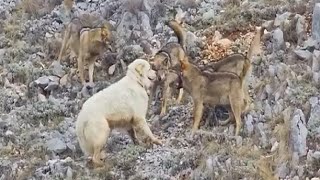 Sheep Dog Fends Off Entire pack of wolves by itself!!!