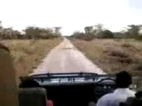 Video: Afrika ölkələrində Safari Aktiv Bir Tətil Olaraq