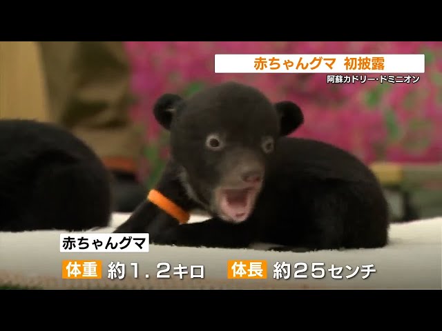 生後50日 クマの赤ちゃん初披露「めっちゃかわいい」 熊本・阿蘇