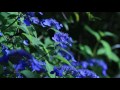 AKIYAMA AKIKO New アルバム「花笑み」より&quot;雨の森&quot;