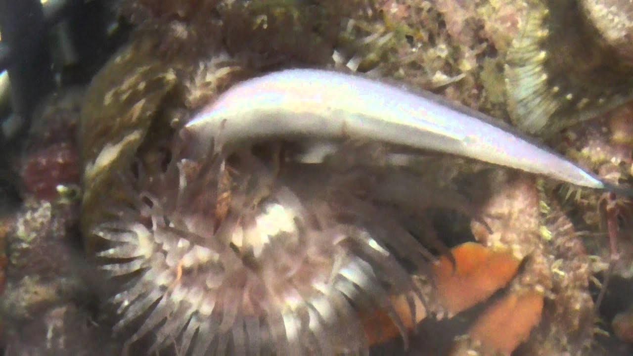 ヤドカリに付着したイソギンチャクが小魚を食べる映像 和歌山釣太郎 Youtube