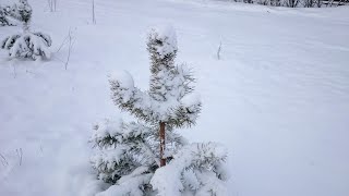 Футаж Фото-шоу_Ёлочки под снегом /Footage Winter and snow