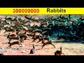 Why don&#39;t they eat wild Rabbit meat in Australia? They have Millions of Rabbits there!