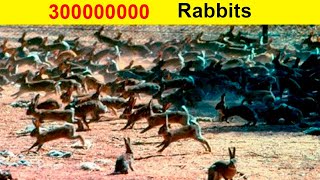 Why don't they eat wild Rabbit meat in Australia? They have Millions of Rabbits there!
