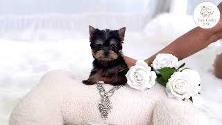 Kodi the Teacup Yorkshire Terrier Puppy