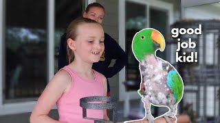 Teaching Kids How to Work With Eclectus Parrots