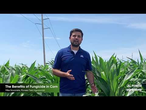 Corn Fungicide Applications: 3 Benefits For Your Crops