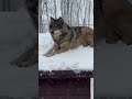 Якутский волк -Братиш🐺 встречает первый снег ❄️