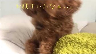 あざと犬 Youtube