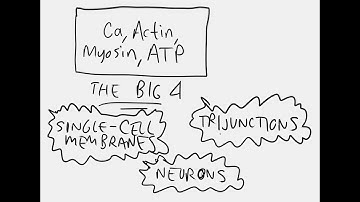 DevoWorm (2025, #36): Biophysics of Very Fast Movements, Building Emergent Biotectonic Structures