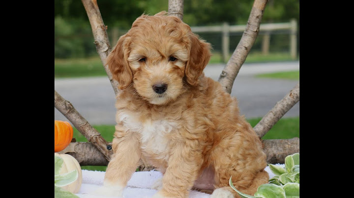 Mini goldendoodle puppies for sale under $1000 near me