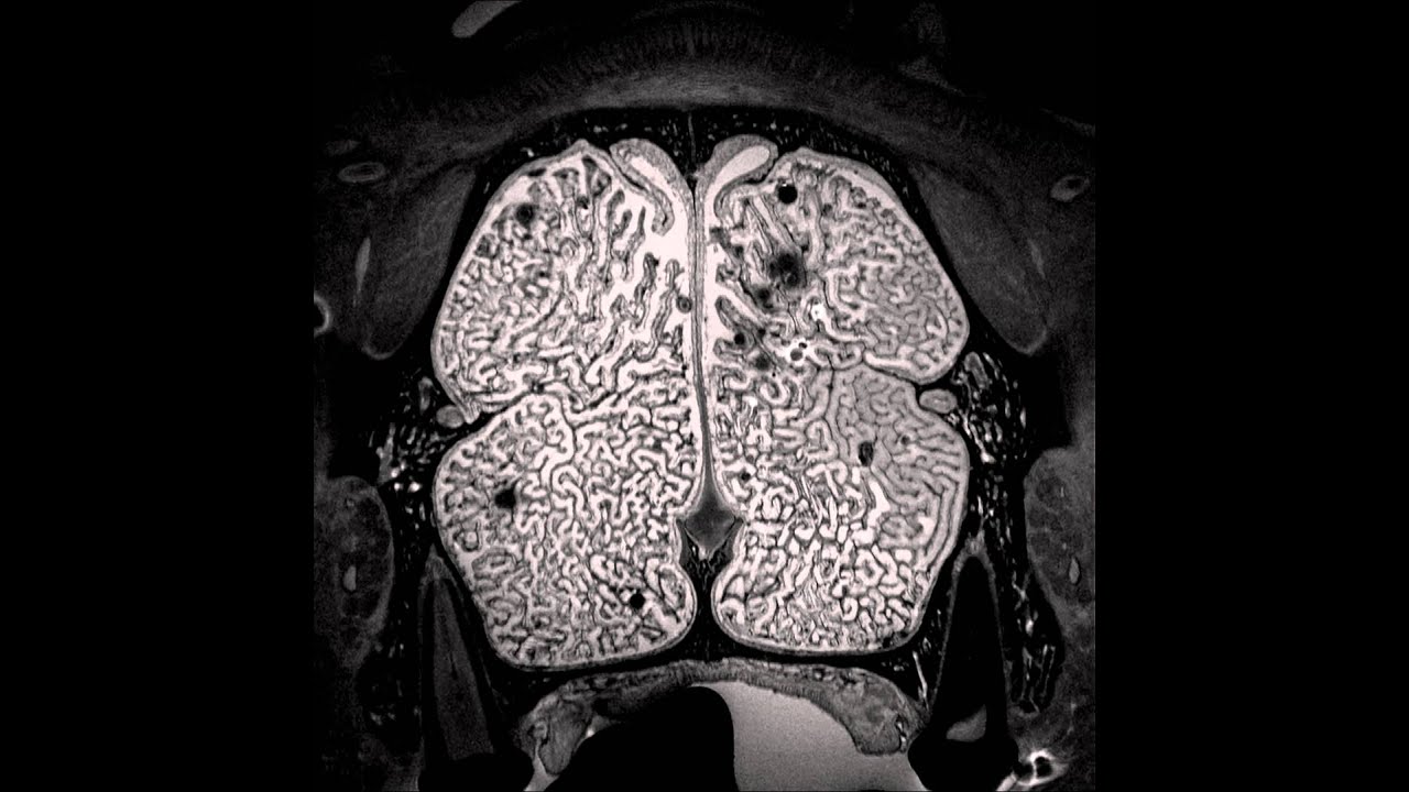 High Resolution Mri Scans Of The Sea Otter Nasal Cavity Youtube