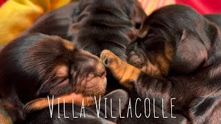 Cuccioli di Primavera 2023 by Villa Villacolle Allevamento Cocker, Yorkshire 756 views 1 year ago 1 minute, 6 seconds