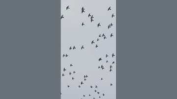 How Starling Murmurations Mesmerize | Wildlife Photography Tips #WildlifePhotography #Murmuration